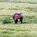 TZA ARU Ngorongoro 2016DEC26 Crater 038 : 2016, 2016 - African Adventures, Africa, Arusha, Crater, Date, December, Eastern, Mandusi Hippo Pool, Month, Ngorongoro, Places, Tanzania, Trips, Year